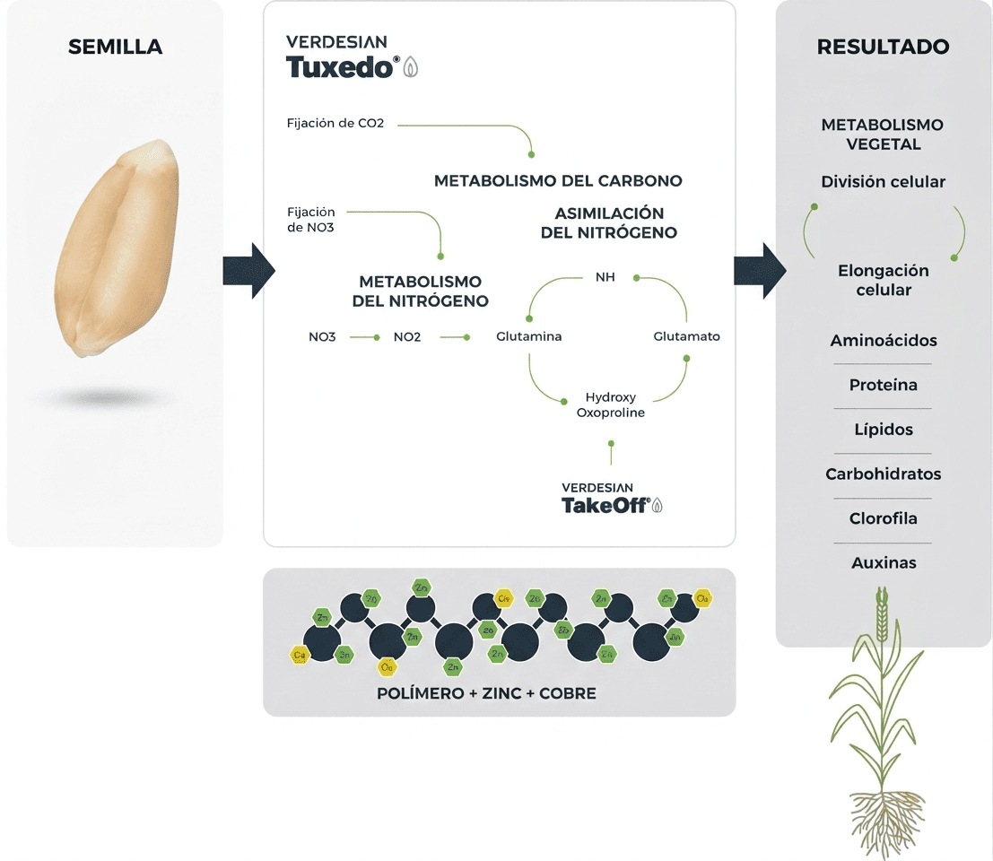Modo de acción de Verdesian Tuxedo en el metabolismo del carbono y del nitrógeno