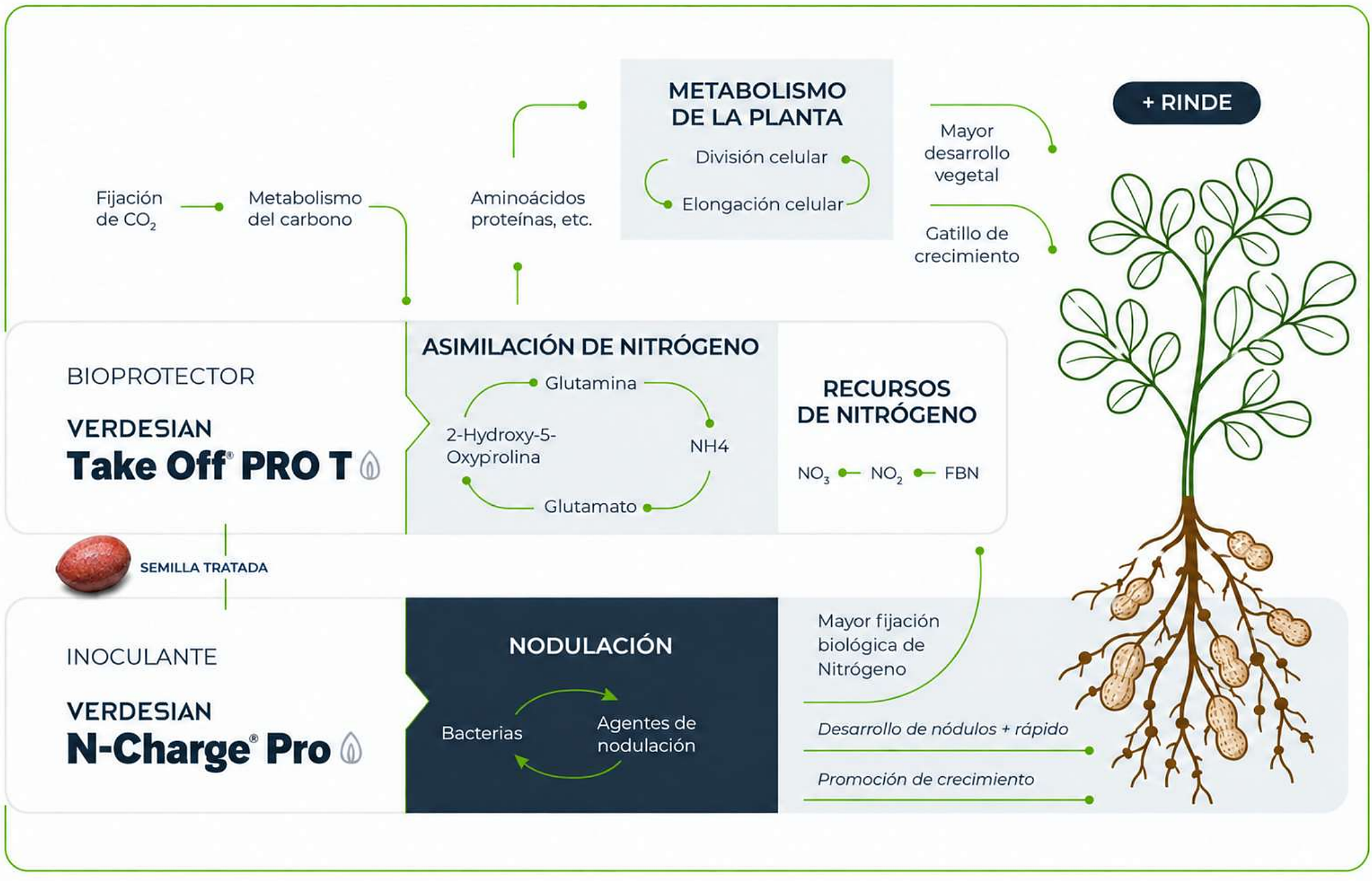 Diagrama del modo de acción de N-Charge Pro: semilla tratada, retroalimentación entre bacterias y agentes de nodulación, asimilación de nitrógeno y metabolismo vegetal