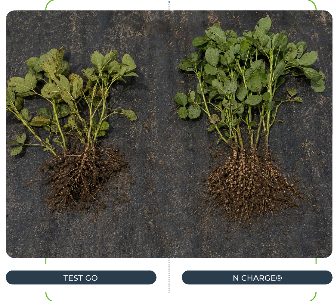 Comparación a campo entre testigo y Verdesian N-Charge